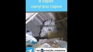 Парень заснял на видео странное существо которое он увидел в своём сарен