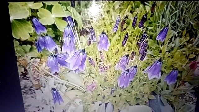 Мои цветы в июне...левезии,аквилегии вееровидные,пальчатокоренники,меконопсисы и другие... смотреть онлайн