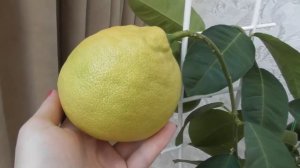 Крупноплодный лимон в домашних условиях. Лимон Пандероза - созревание