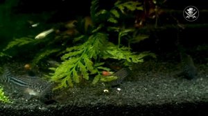 Коридорас Джули (Corydoras julii — научное наименование)