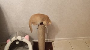 Как приучить кота к когтеточке