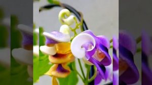 Самые необычные цветы в мире!