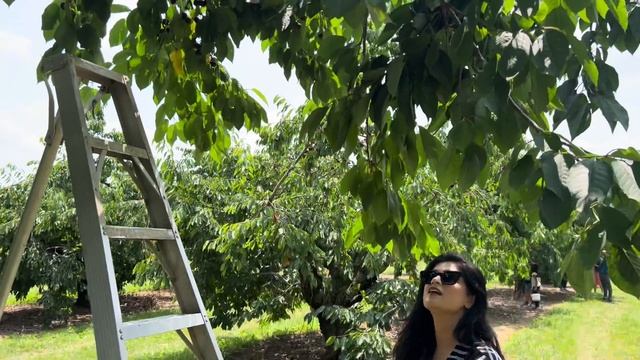 Cherry picking with family смотреть онлайн