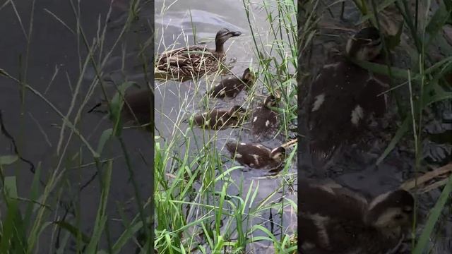 Кряква с утятами - попрыгунчики #shorts #mallards #ducklings