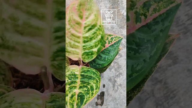 AGLAONEMA CATHERINE