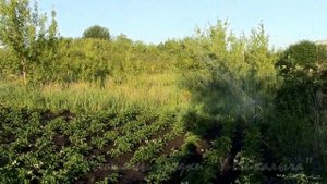 ИЮЛЬ. Полив картофеля.