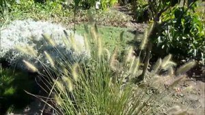Пеннисетум лисохвостый  Неприхотливый злак.