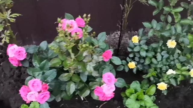 Кусты роз. Мои розы из питомника «Империя роз» смотреть онлайн