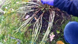 Подготовка крупнолистной гортензии к зиме/ Надежное укрытие/ Осень 2019/ Часть 6/6