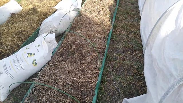 Когда САЖАТЬ//ОБРАБАТЫВАТЬ//БОРОТЬСЯ с вредителями на КЛУБНИКЕ//Ягодный Огород смотреть онлайн