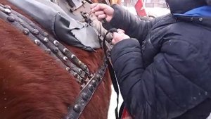 Запряжка лошади в сани