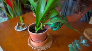 Will These HOUSEPLANTS Make It? — Ep. 240