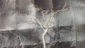 КОГДА ЖЕ ОБРЕЗАТЬ ПЕРСИК.