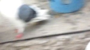 Голуби Донбасса, г.Родинское 20.06.23г.