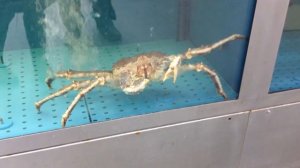 Краб Камчатский