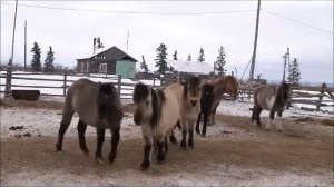 Клип Сахам ата