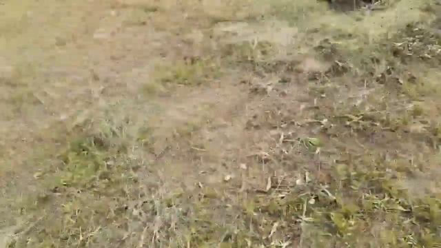 Сбор и ферментация листьев плодовых деревьев, лесной малины и клубники. Вкусный чай будет зимой!