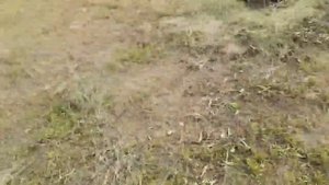 Сбор и ферментация листьев плодовых деревьев, лесной малины и клубники. Вкусный чай будет зимой!