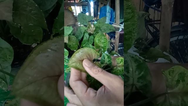 ออมนาก ออมทรัพย์ ออมนากแคระความแตกต่างแต่ละชนิดในลักษณะของสวน beautiful tree for plant เท่านั้นครับ смотреть онлайн