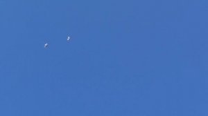 Прилетел голубь без хвоста? Did the pigeon fly without a tail?