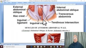 Anatomy GIT module  in English 20201 ( Rectus abdominis & pyramidalis muscles) ,by Dr.Wahdan