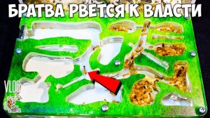 Колония желтопузов захватывает формикарий ● Camponotus fedtschenkoi