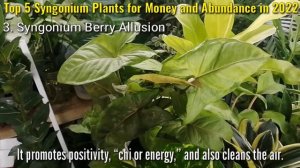 Top 5 Syngonium Plants for Money and Abundance in 2022 | Best Air Purifying & Filtering Plants