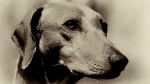 Порода собак. Азавак.  Охотничья и злая собака.Не рекомендуется держать дома, у кого есть дети