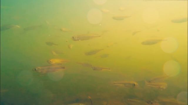 Рыбалка на верхоплавку подводные съемки. Ловля самой маленькой рыбки смотреть онлайн