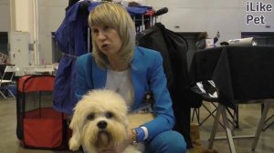 Денди-динмонт-терьер на ilikepet. Особенности породы, уход