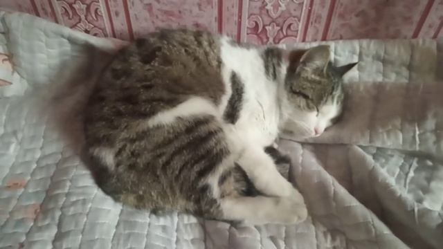 Кошка лежит смотреть онлайн