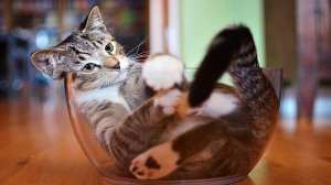 ? FUNNY CATS AND CATS ? FUN WITH CATS AND CATS ?Funny Cats ?.mp4