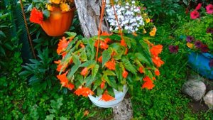 Вечно цветущая бегония))) Цветок который радует нас круглый год)))