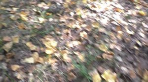 С БАБУШКОЙ В ЛЕС ПО ГРИБЫ! ГРИБОВ МНОГО НО БАБУШКА Расстроилась!