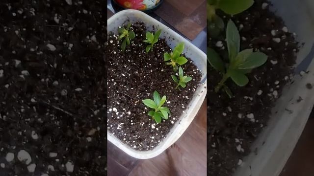 Продолжение про черенкование Азалии смотреть онлайн