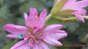 Герань оксфордская Сауткомб Дабл (geranium) ? обзор: как сажать, саженцы герани Сауткомб Дабл