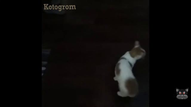 Разница встреч хозяев между кошкой и собакой смотреть онлайн