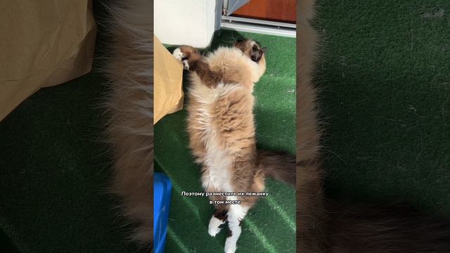 Что больше всего любят кошки 😻😻