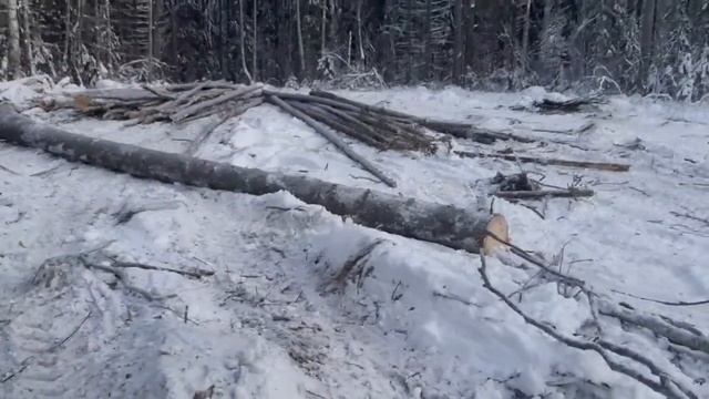 Лес от государства на хоз постройки//лес на баню смотреть онлайн
