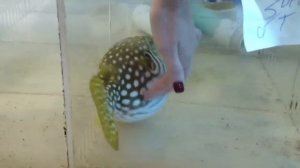 Puffer Fish Belly Rub