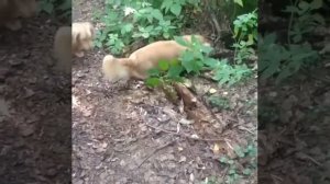 Такса. Охота таксы по имени Спарта