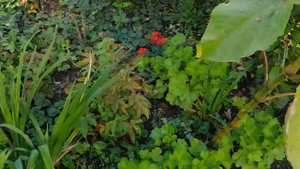 Дом в цветах// Обзор сада. Корейские хризантемы и не только. 19 октября.