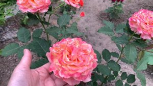 Роза Ла Вилла Кота ( Rose La Villa Kotta ) 2021 год.
