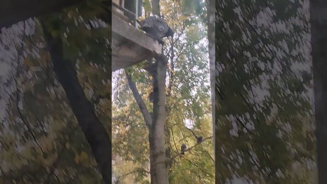 Пока есть чем ,буду кормить эту стайку. До меня их прикормила бабушка. смотреть онлайн