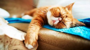 20 августа 2024 года - Всемирный день лени,