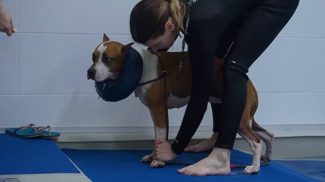 Центр развития собак - Strong Dog! смотреть онлайн