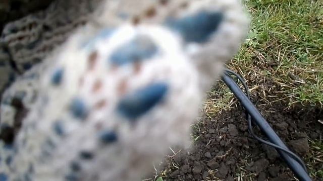 ПОСЛЕДНИЙ КОП 2016-го. Закрытие сезона. ПОЛТОРА СЕРЕБРЯНЫХ КРЕСТИКА!!!!! смотреть онлайн