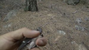 Птенец. Птенец зяблика выпал из гнезда.