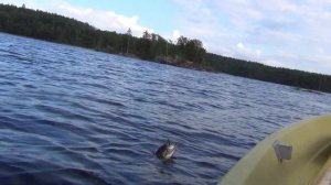 Щука на Buster Jerk II