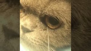 Промывание носослезного канала у кошки